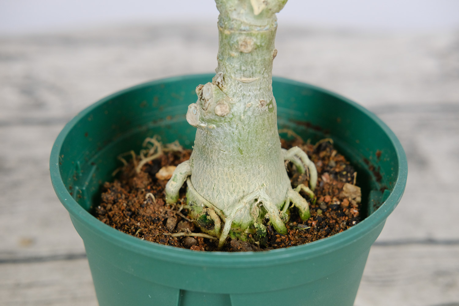 Adenium obesum