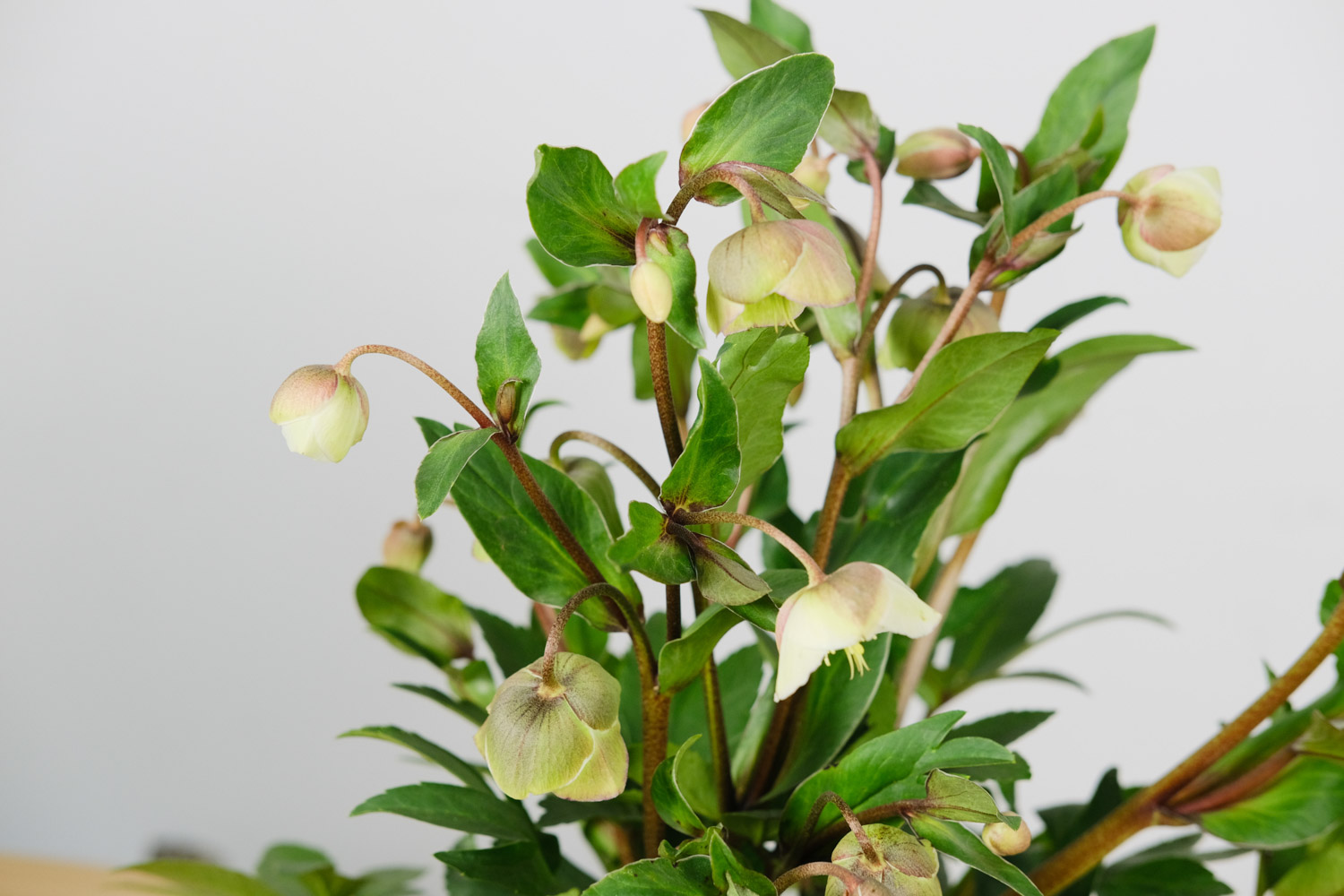 Hellebore