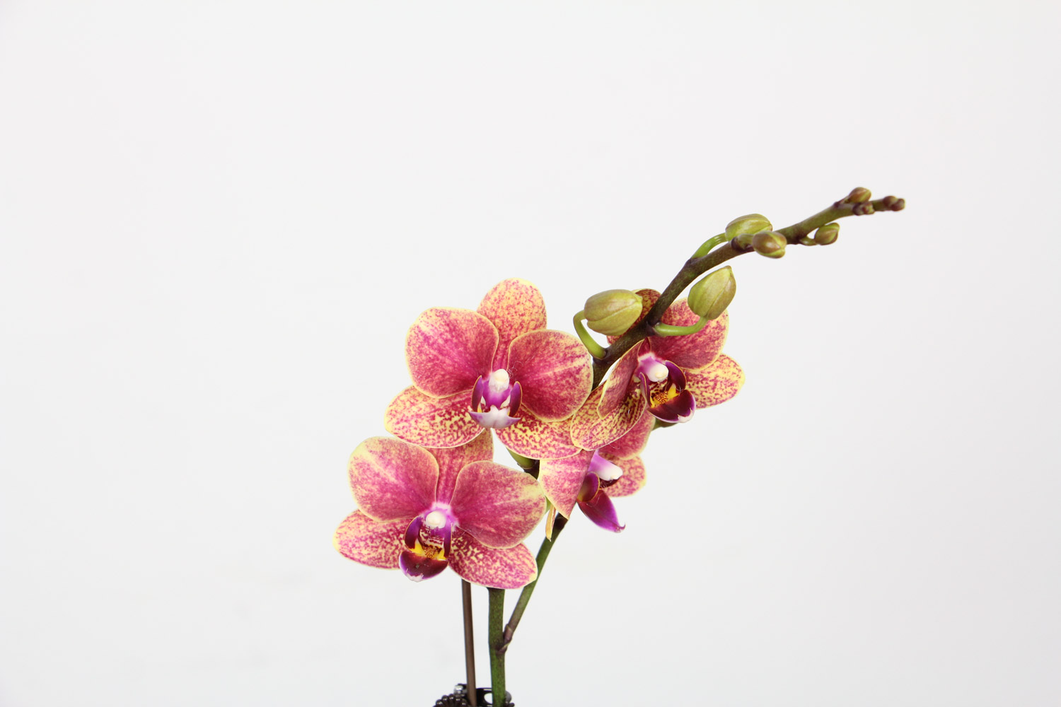 moth orchid