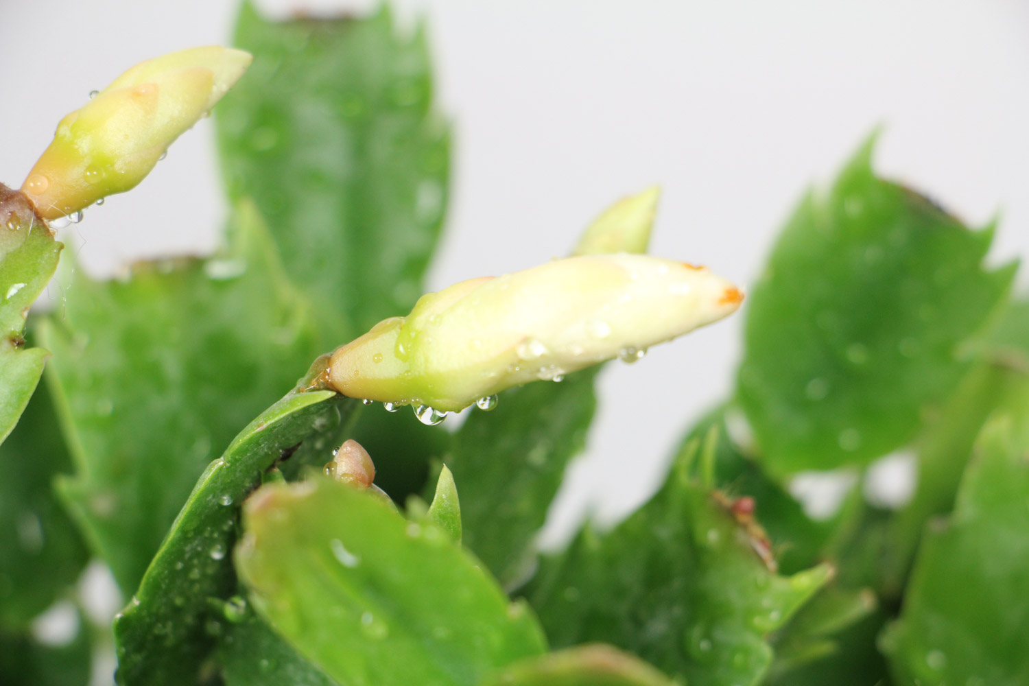 crab cactus