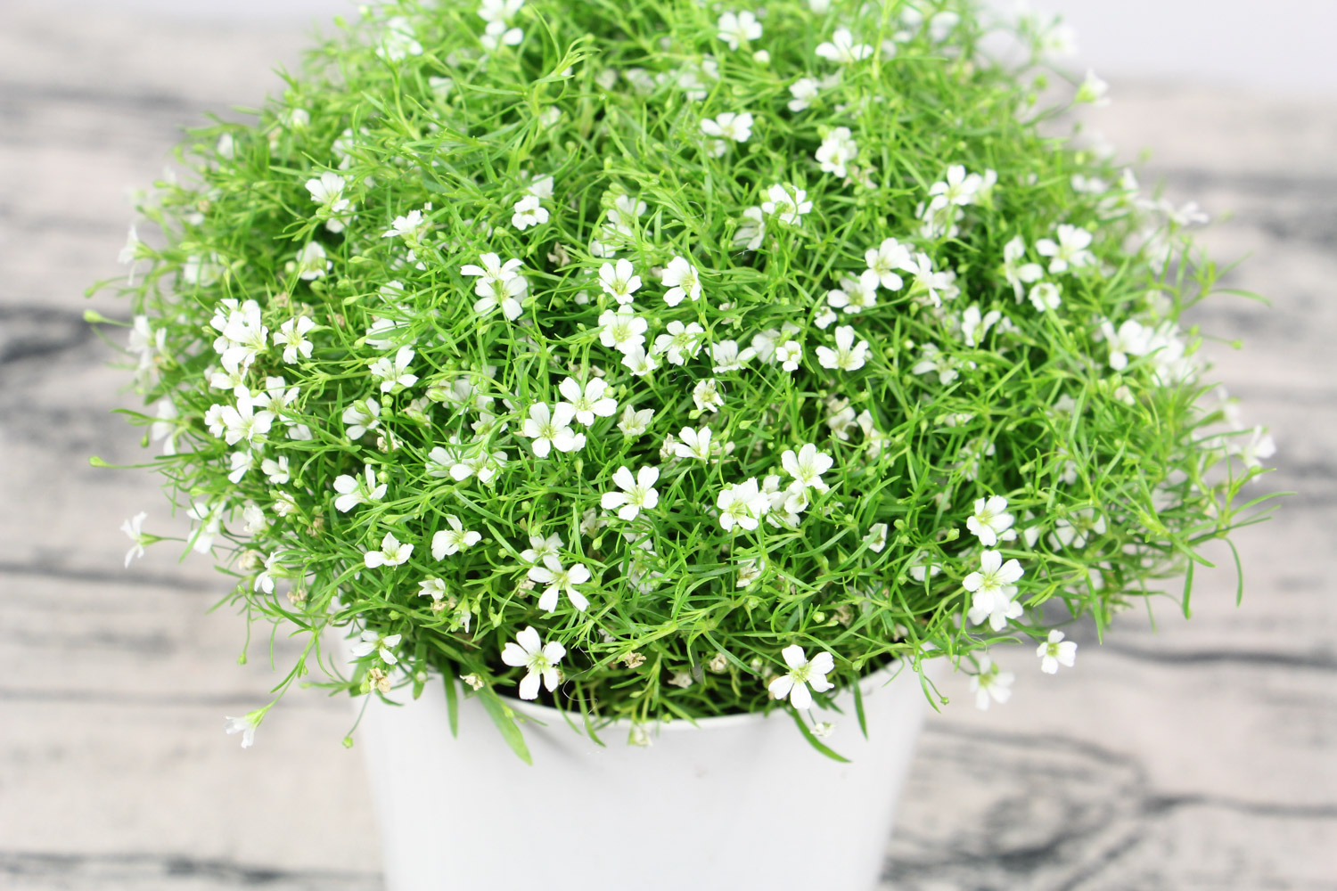 babysbreath