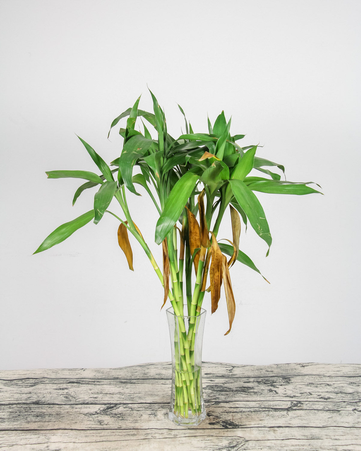 dracaena sanderiana