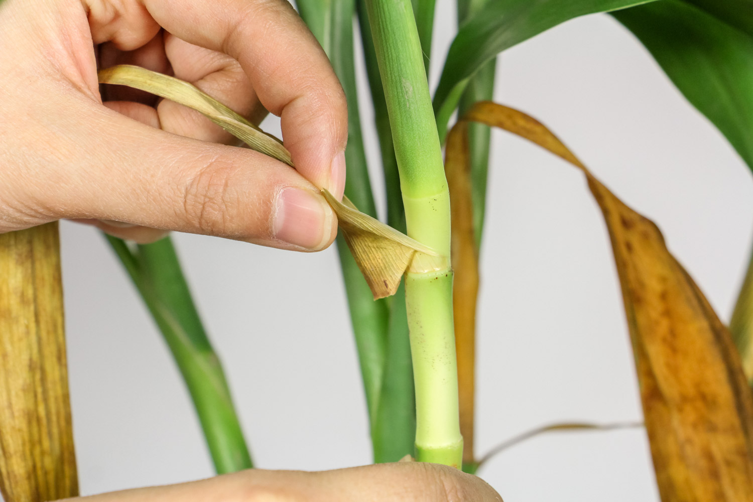 dracaena sanderiana