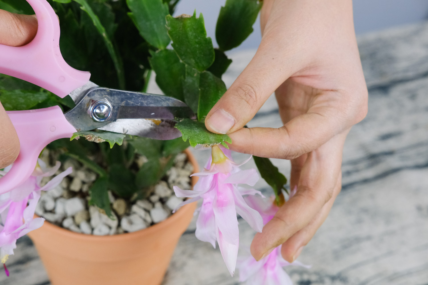 crab cactus