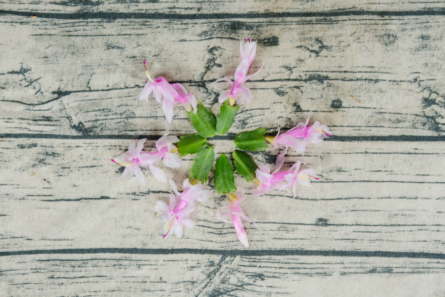 crab cactus