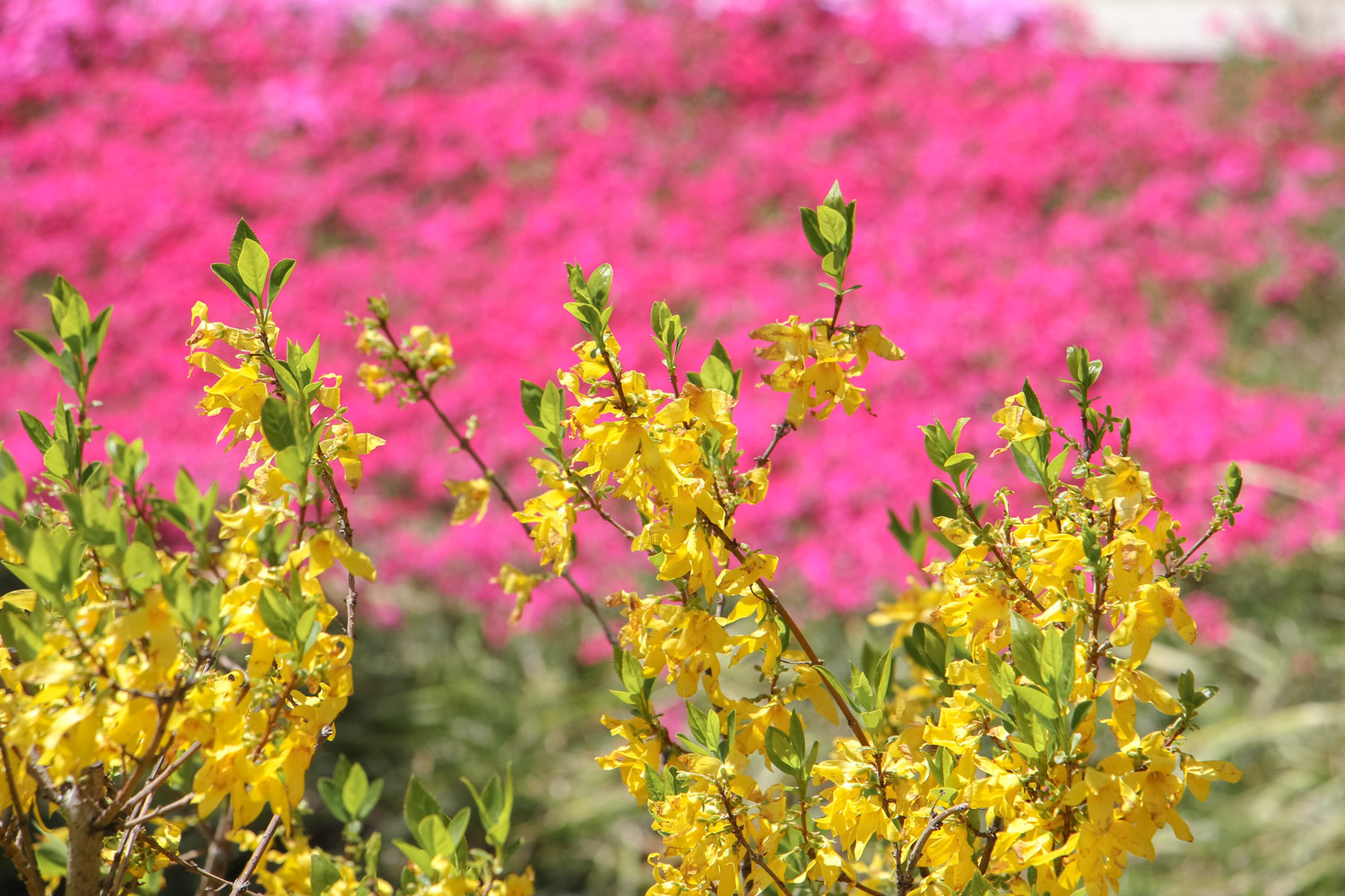 Forsythia suspensa