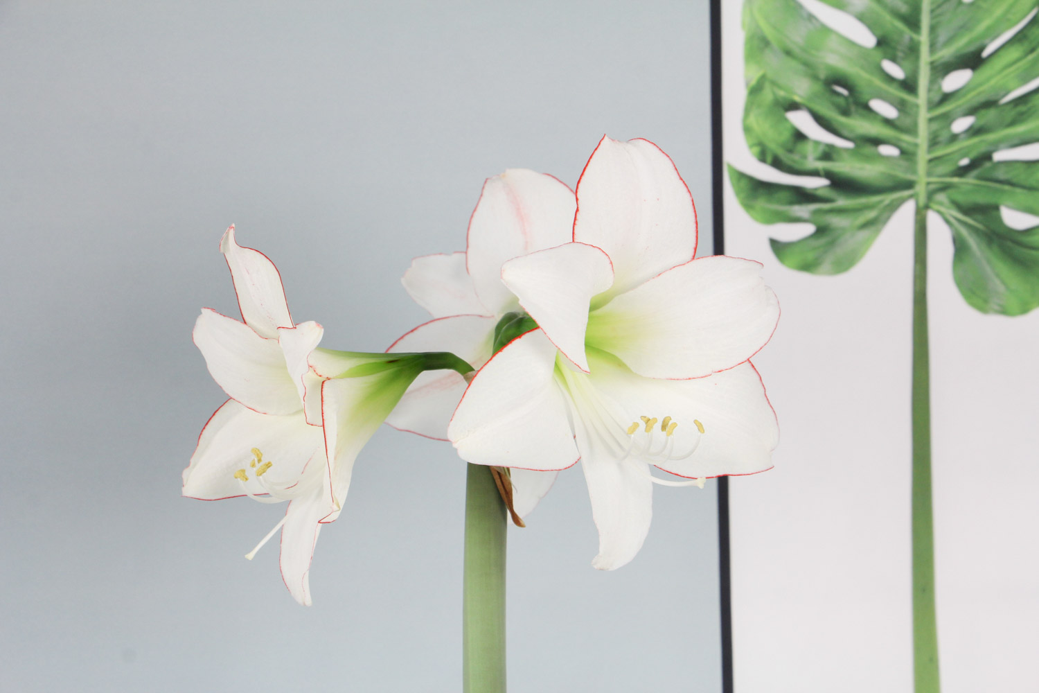 amaryllis