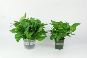 how often to water potted basil plant