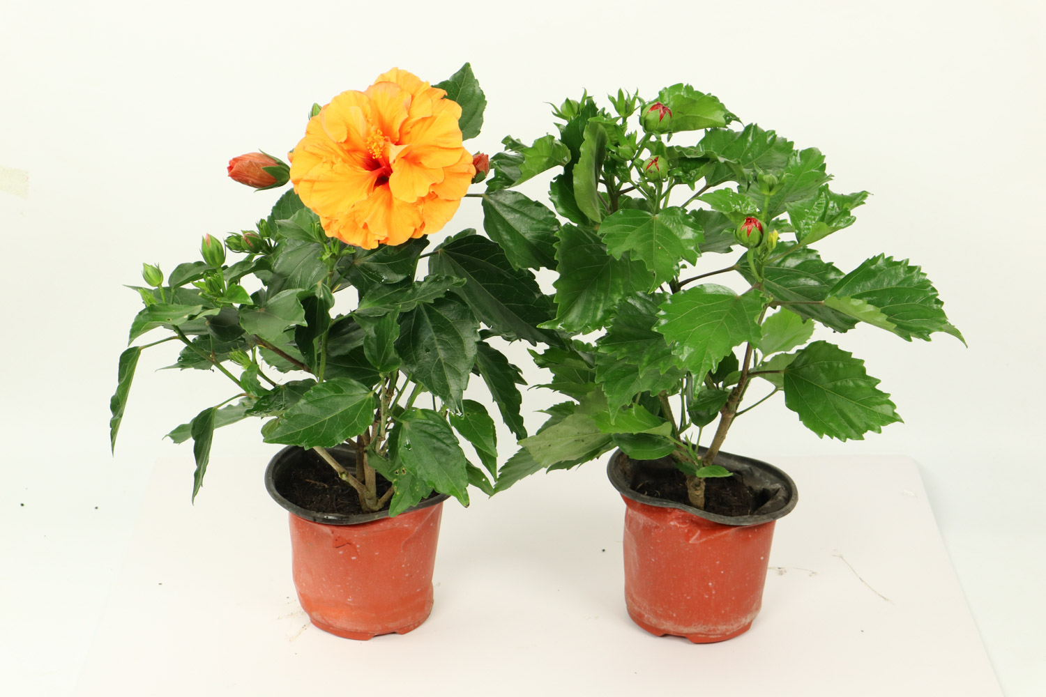 Hibiscus rosa sinensis