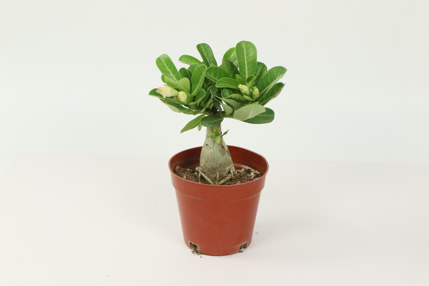 Adenium obesum