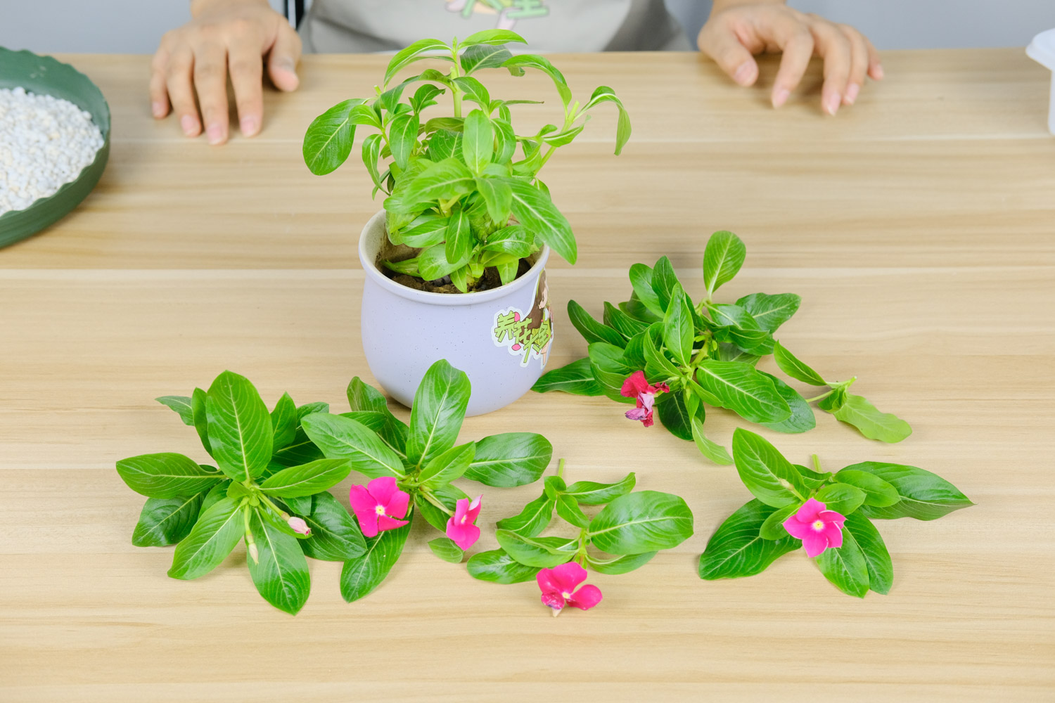 Madagascar rosy periwinkle