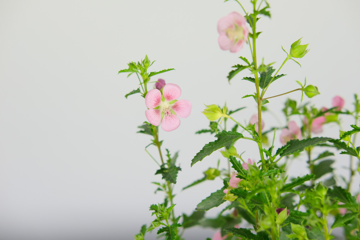 Hibiscus minor