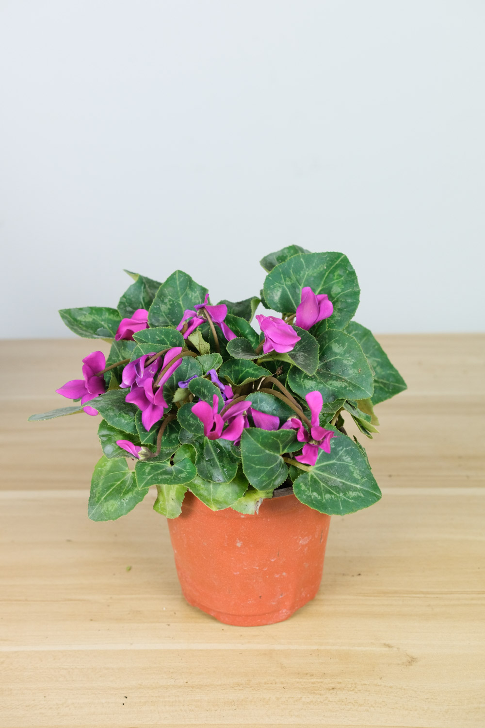 Cyclamen