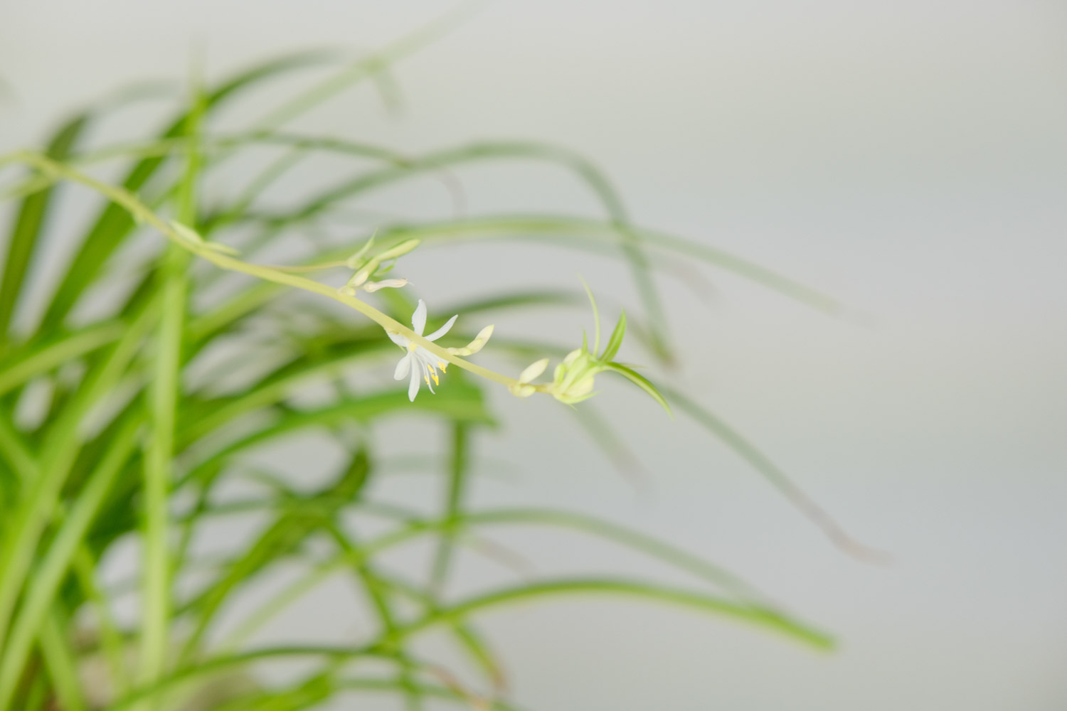 Chlorophytum