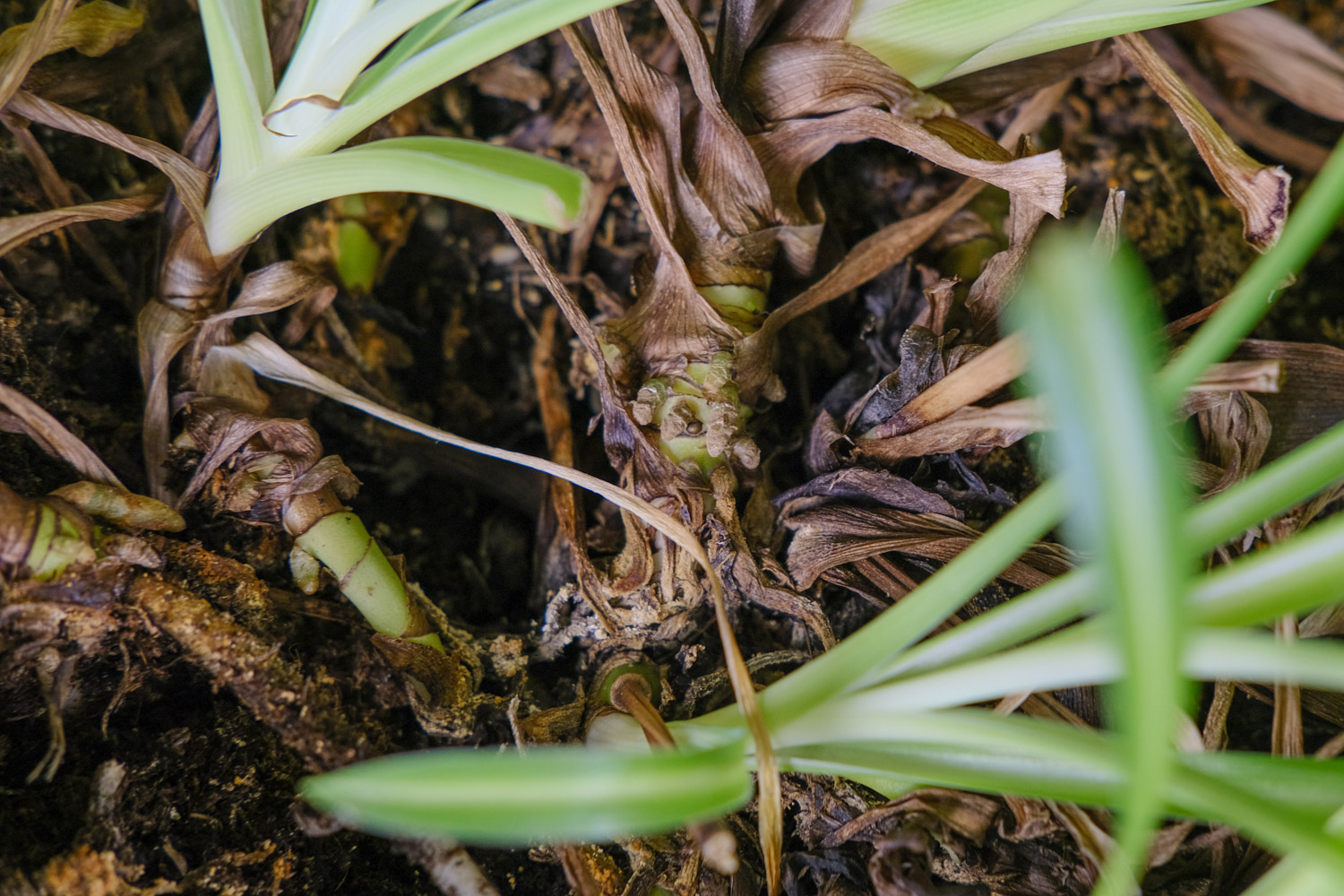 Chlorophytum