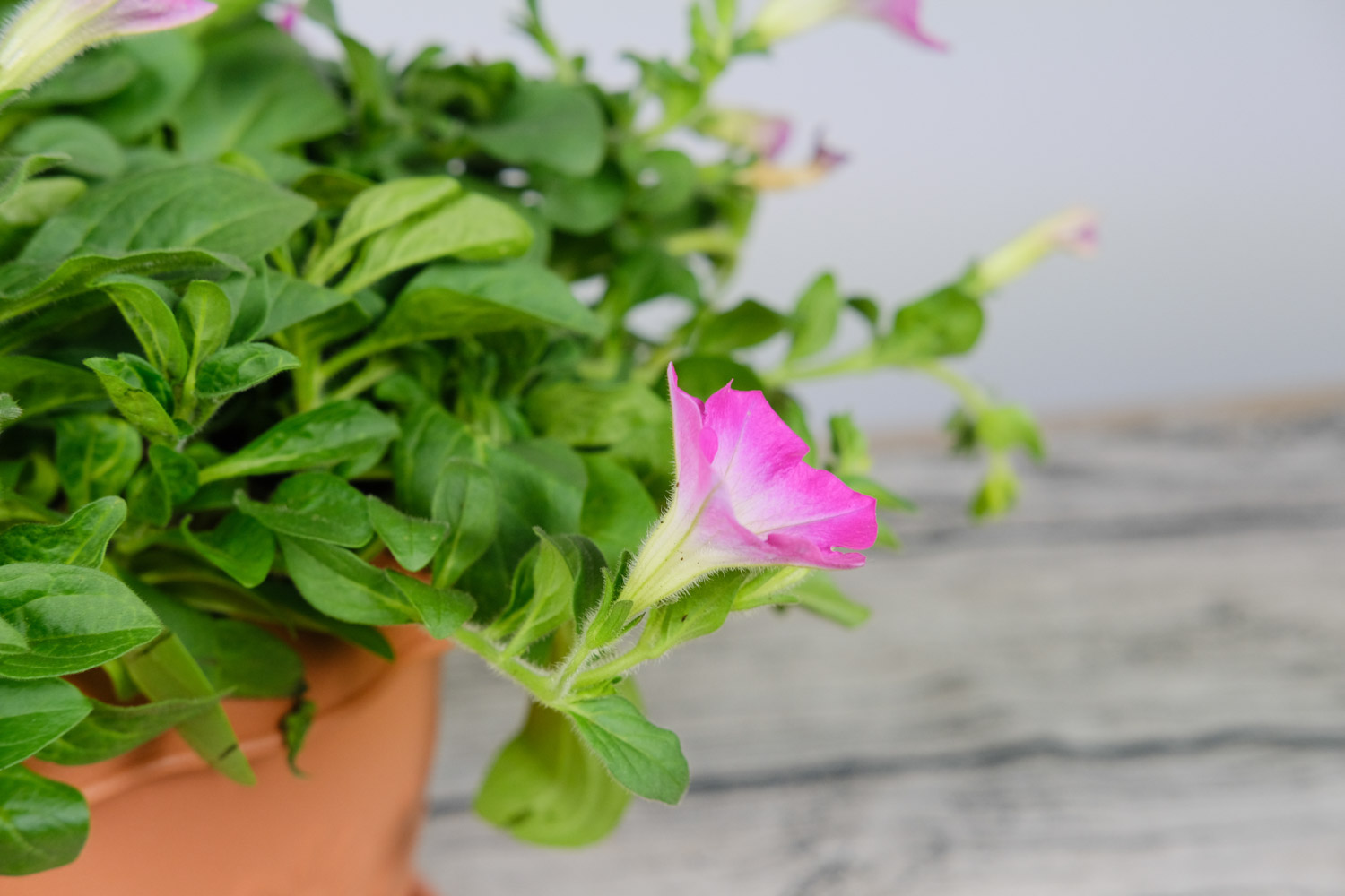 Petunia hybrida