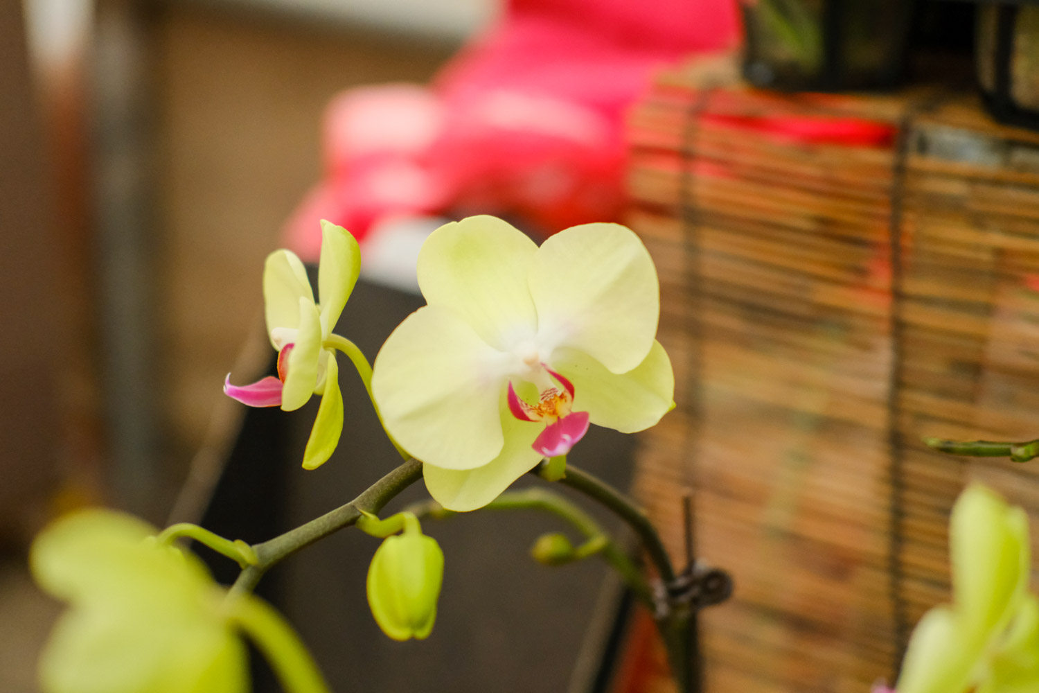 moth orchid