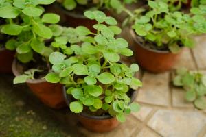 how to plant asiatic lilies in pots