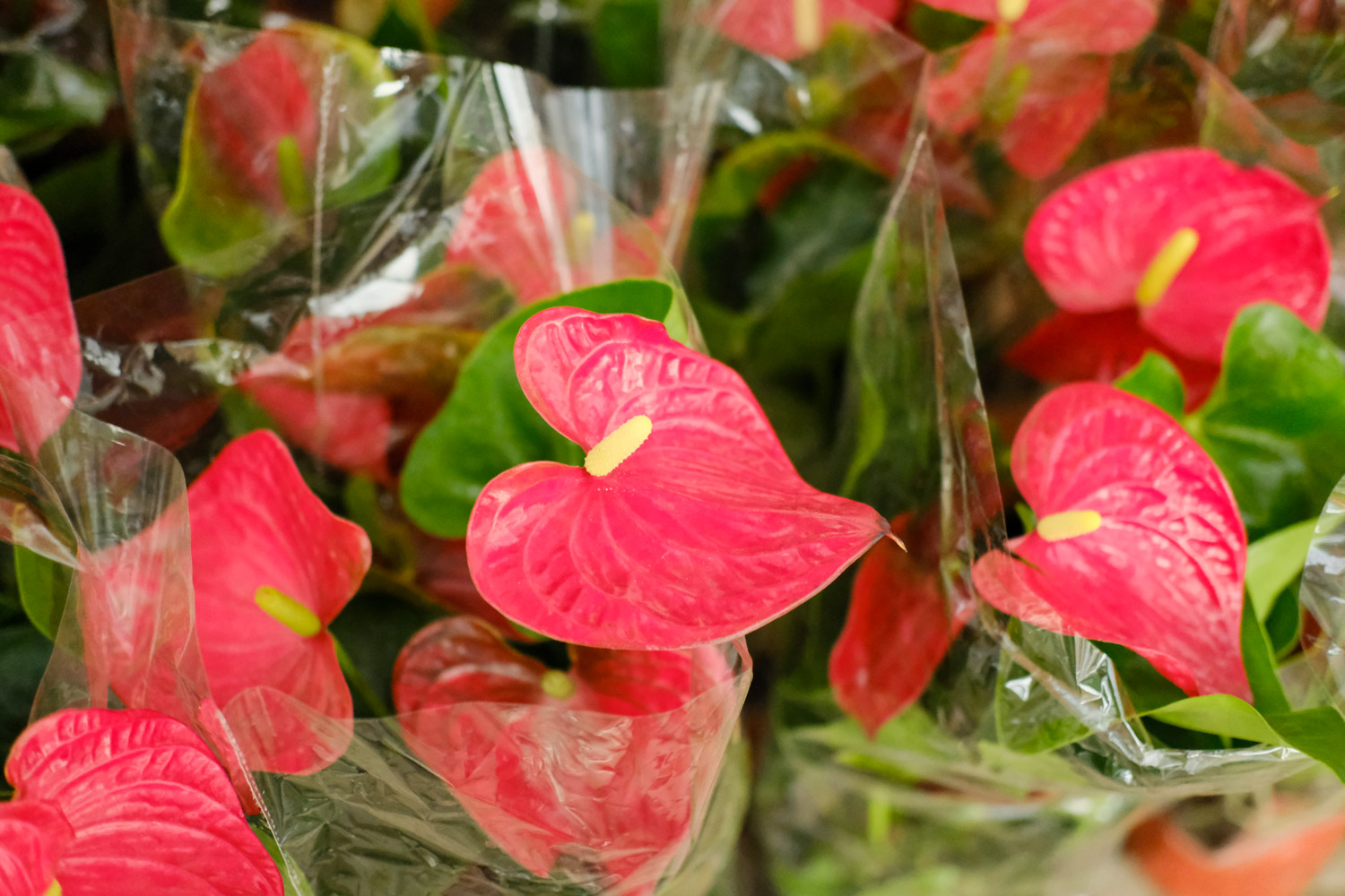 Anthurium