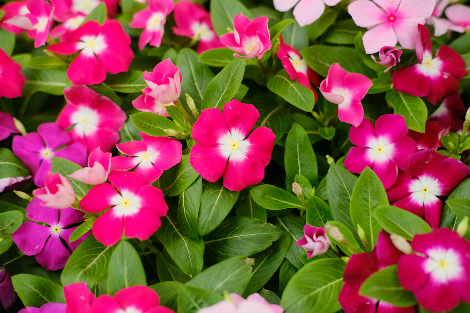 Madagascar rosy periwinkle