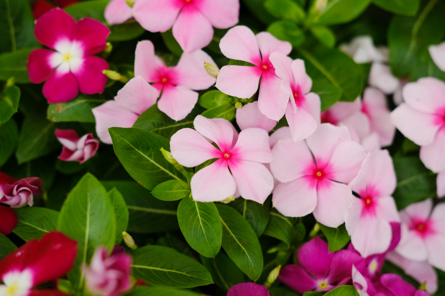 Madagascar rosy periwinkle