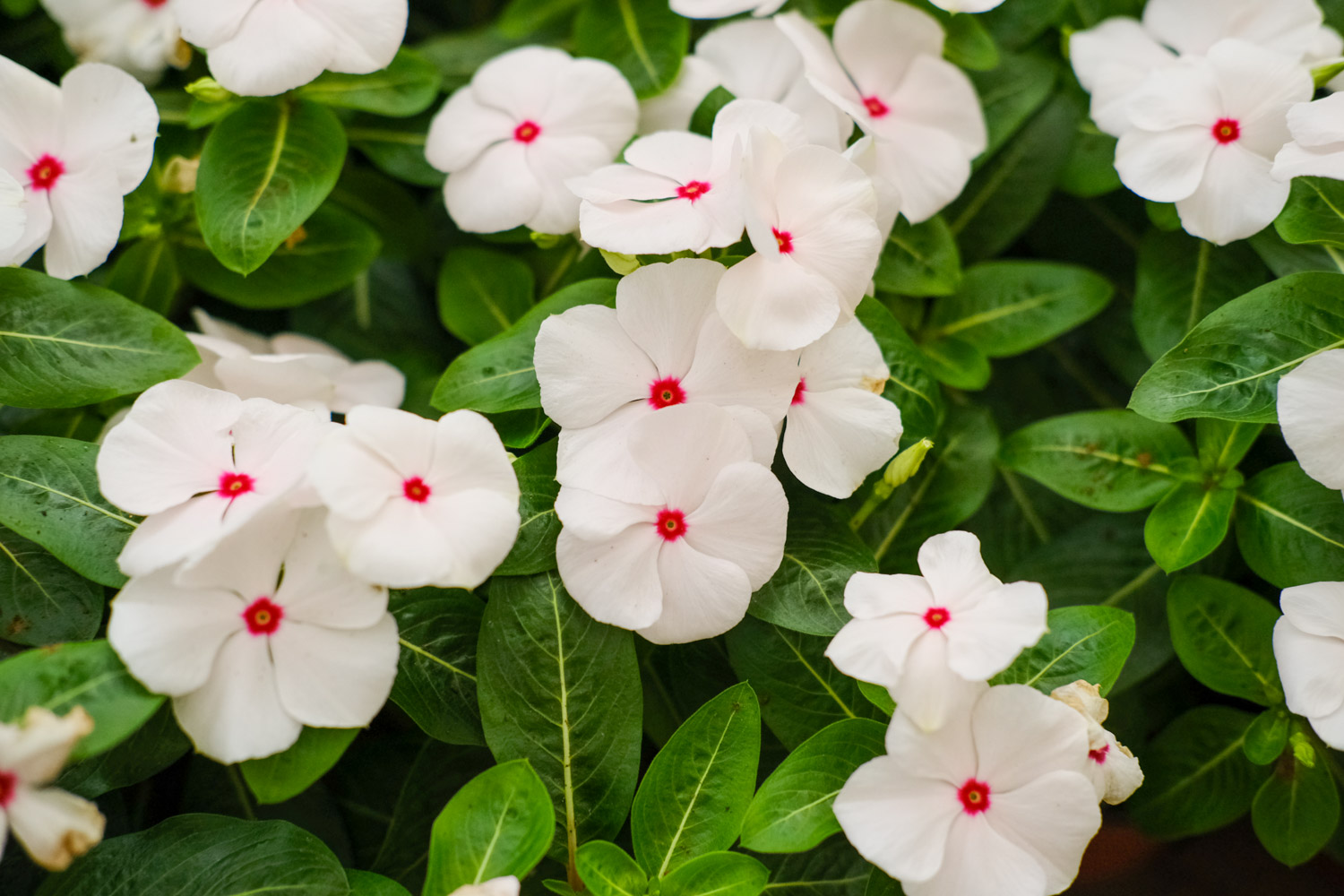 Madagascar rosy periwinkle