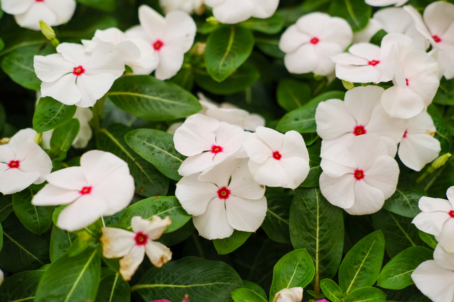 Madagascar rosy periwinkle