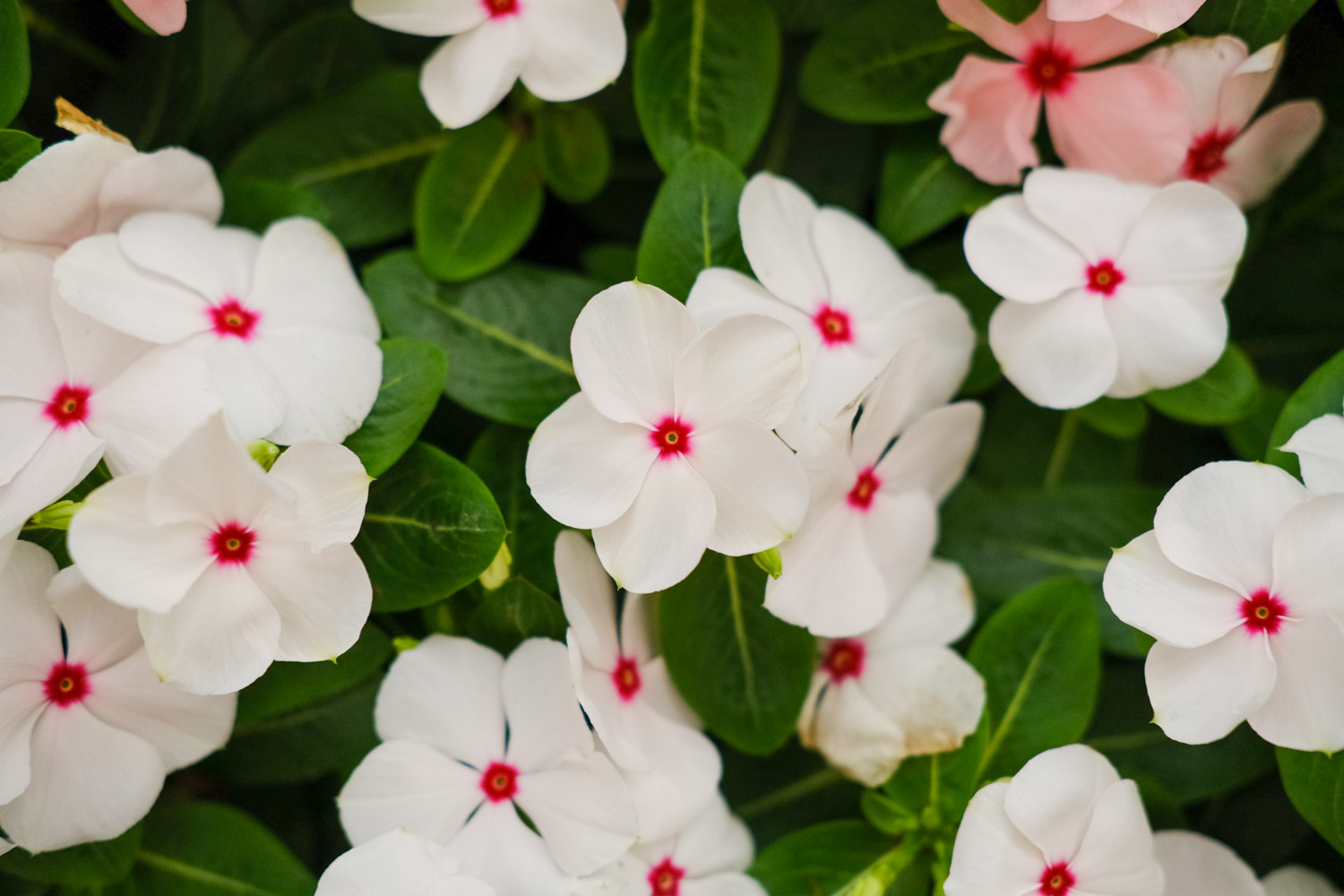 Madagascar rosy periwinkle