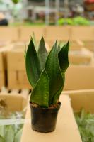 how do you keep big potted plants from blowing over