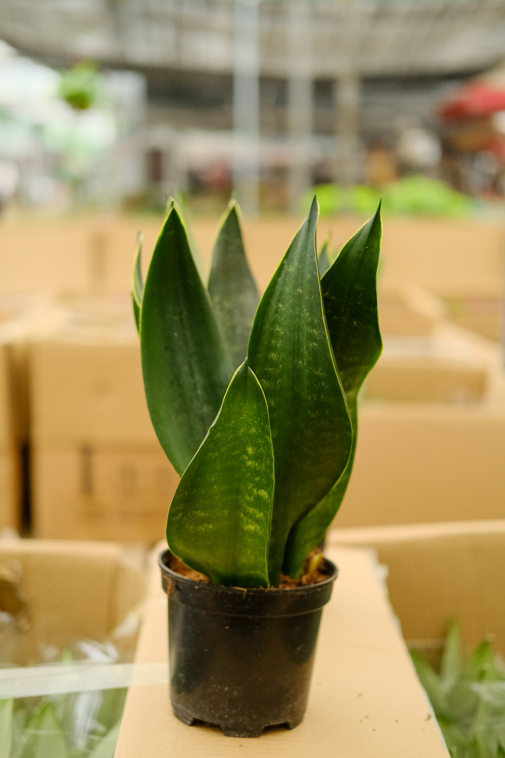 Sansevieria trifasciata