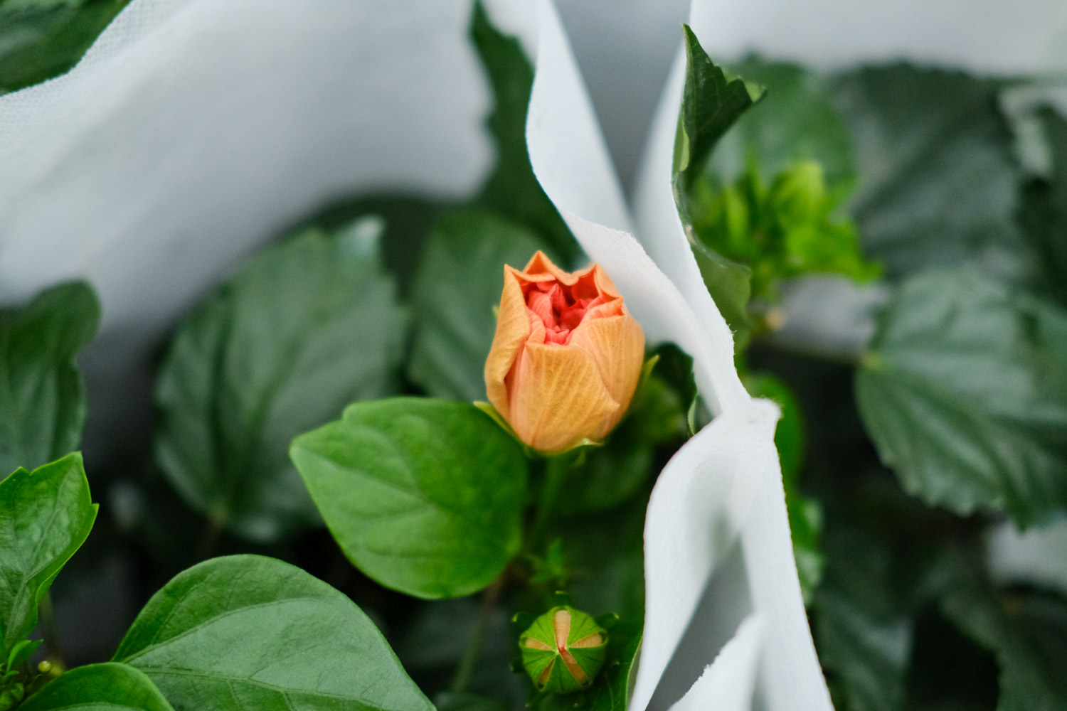 Hibiscus rosa sinensis