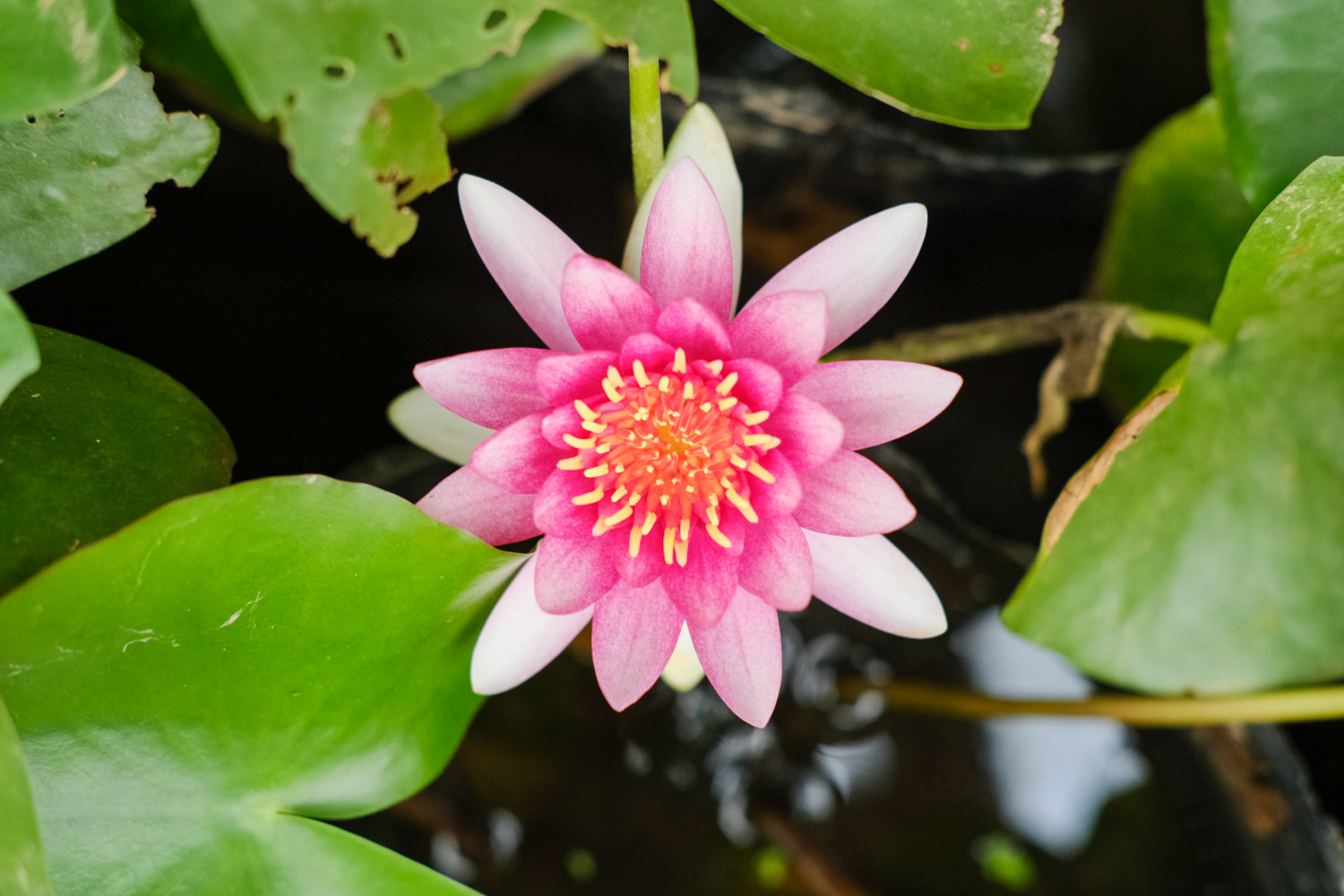 Water lilies