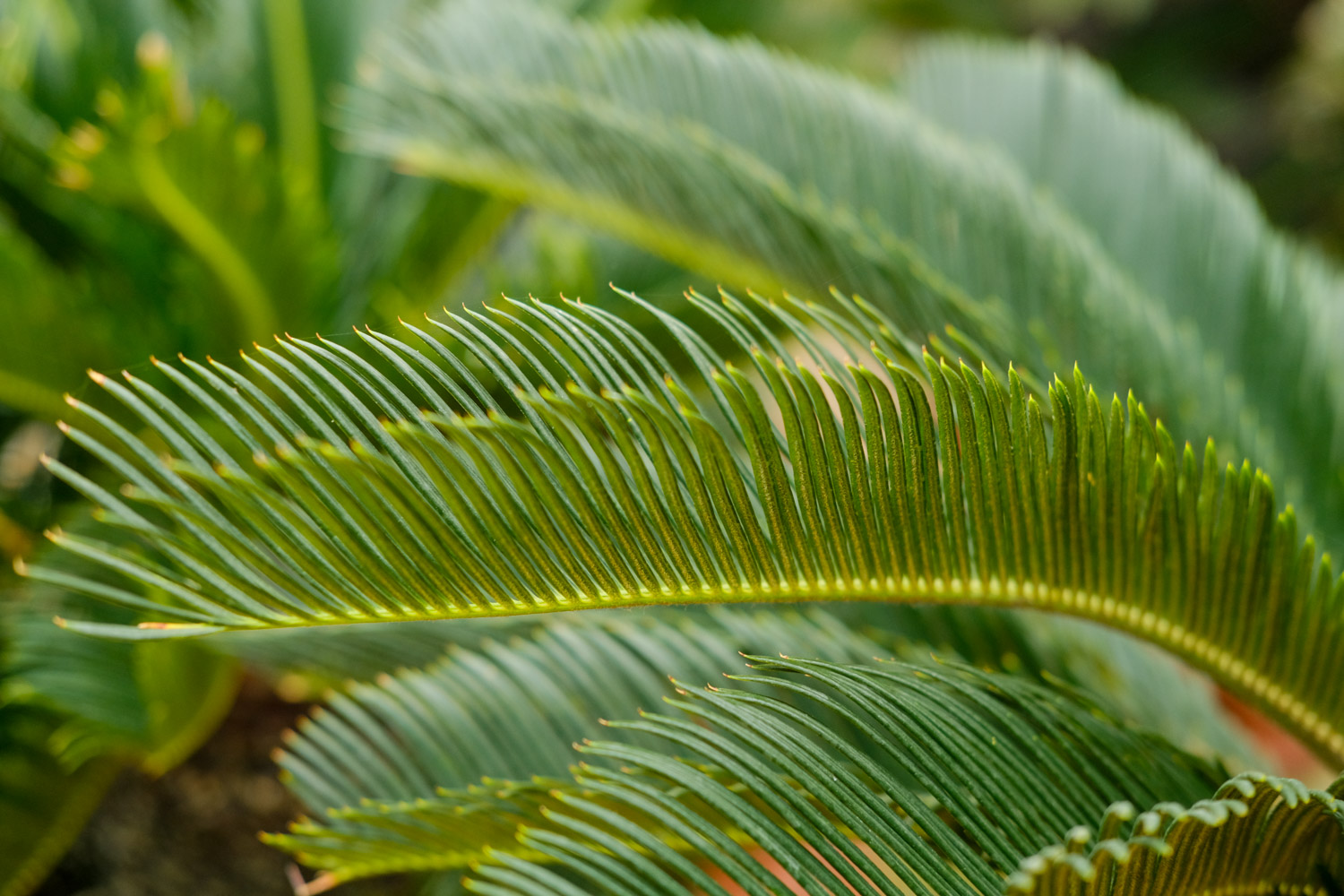 Cycas