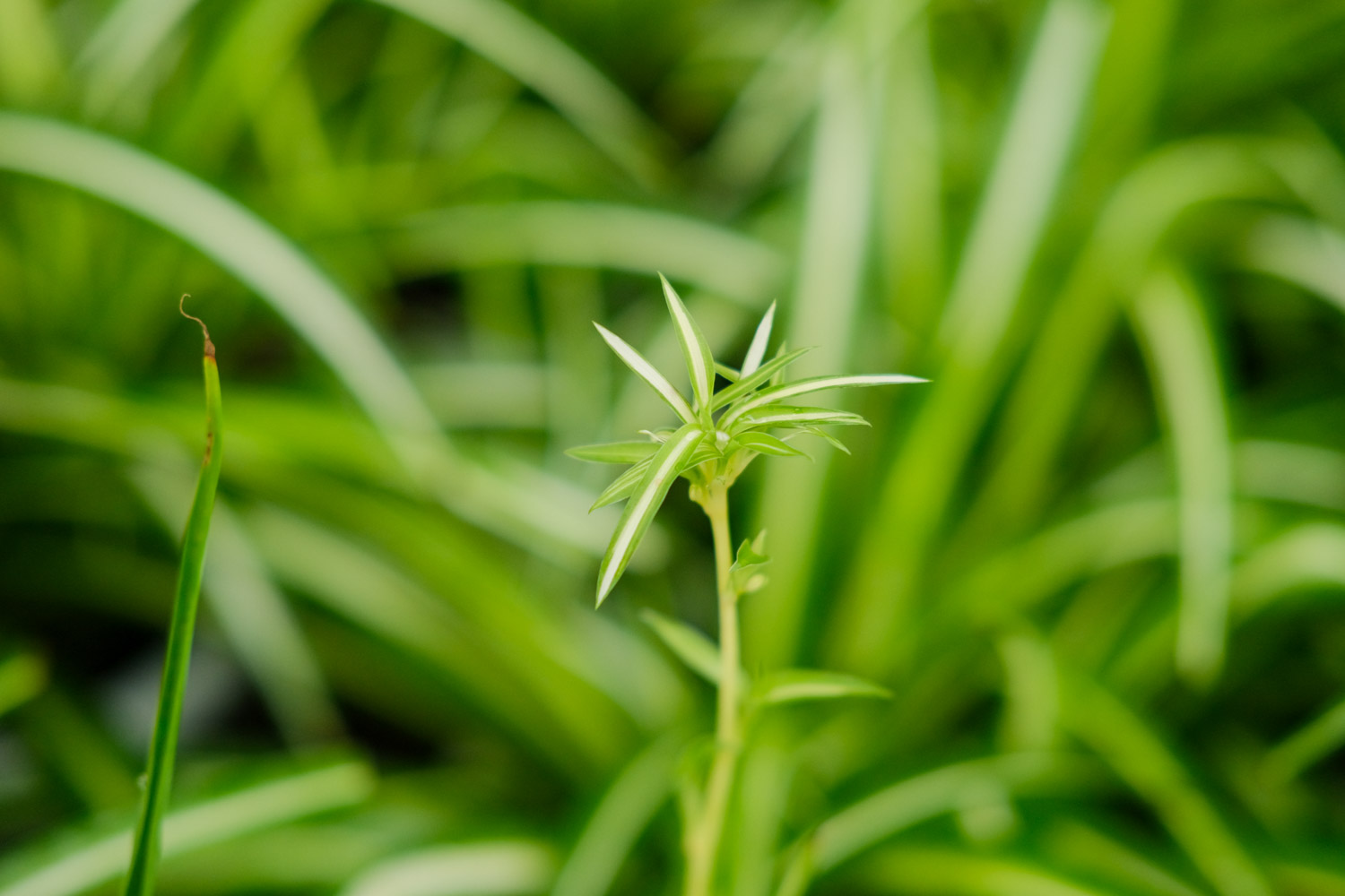 Chlorophytum