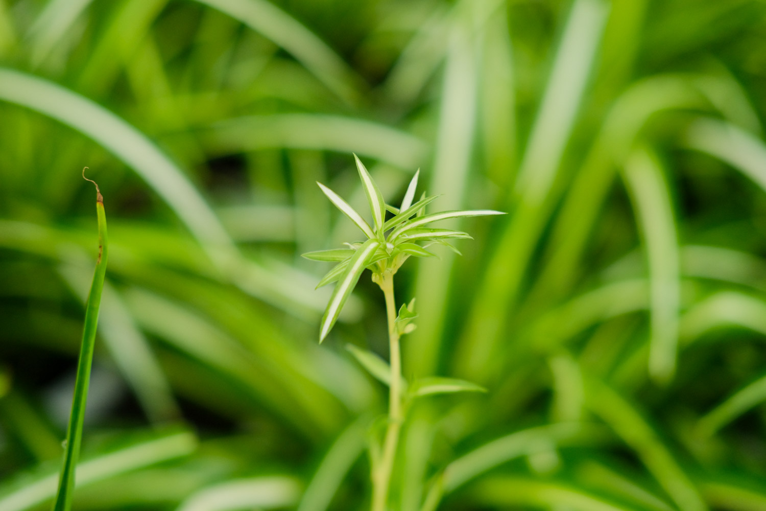 Chlorophytum