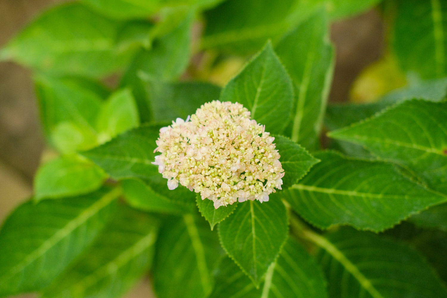 hydrangea