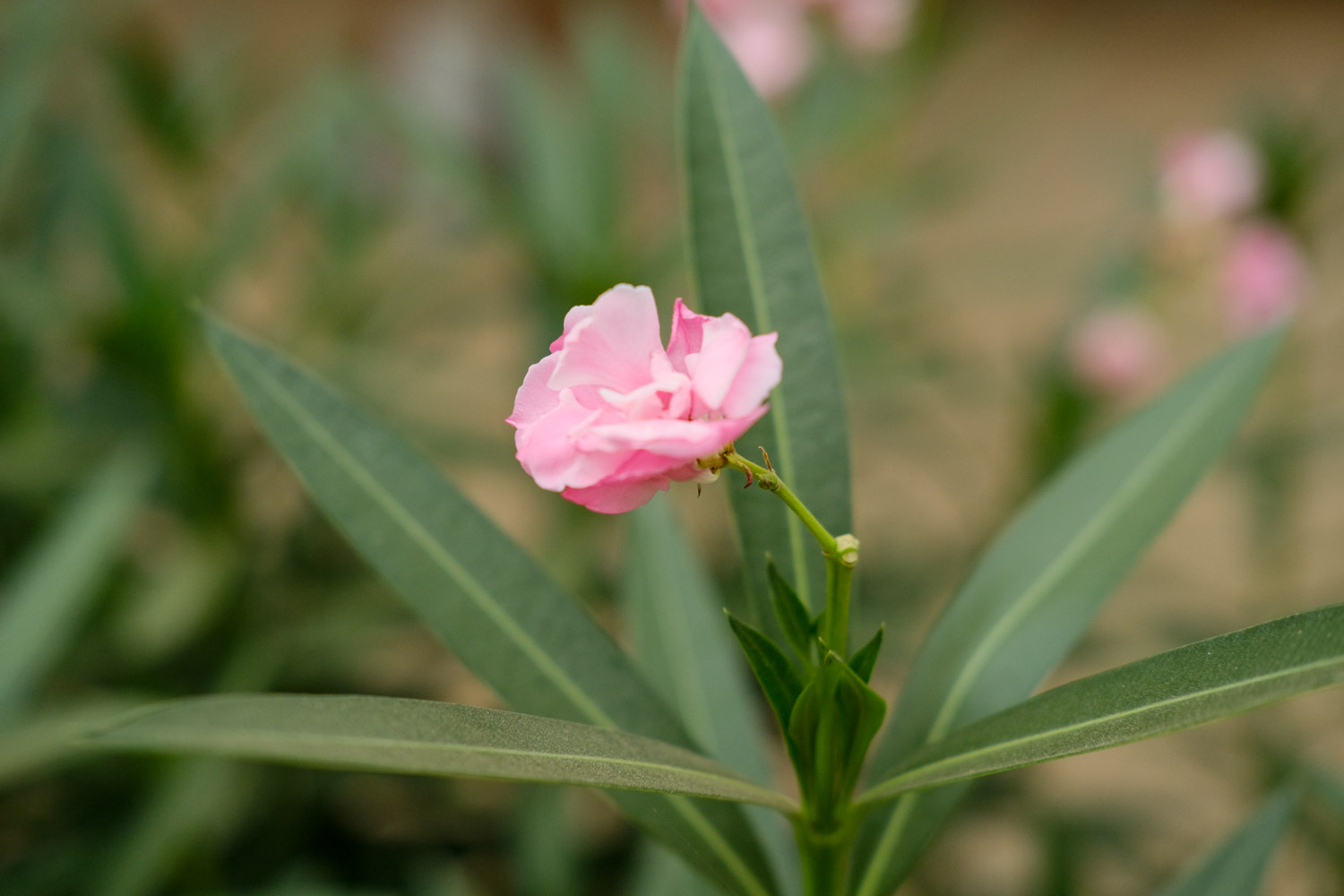 Nerium oleander