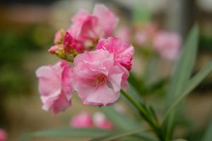 how do you use water beads for potted plants