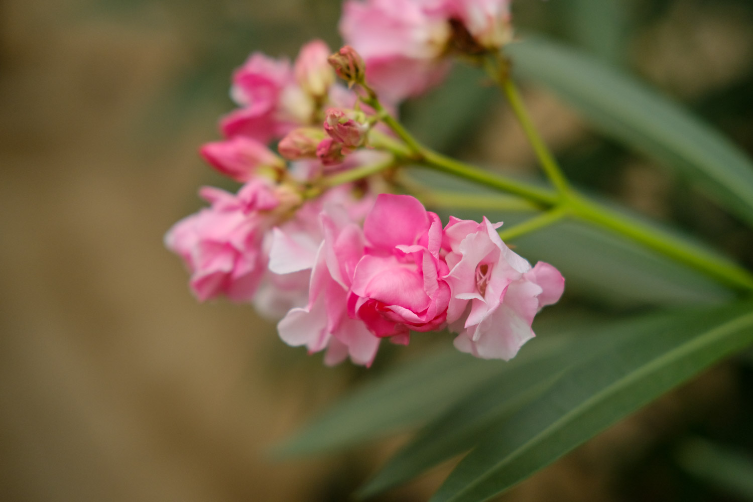 Nerium oleander