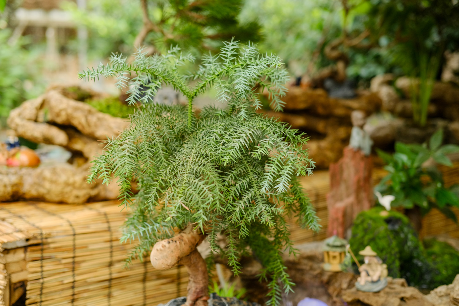 Australian fir