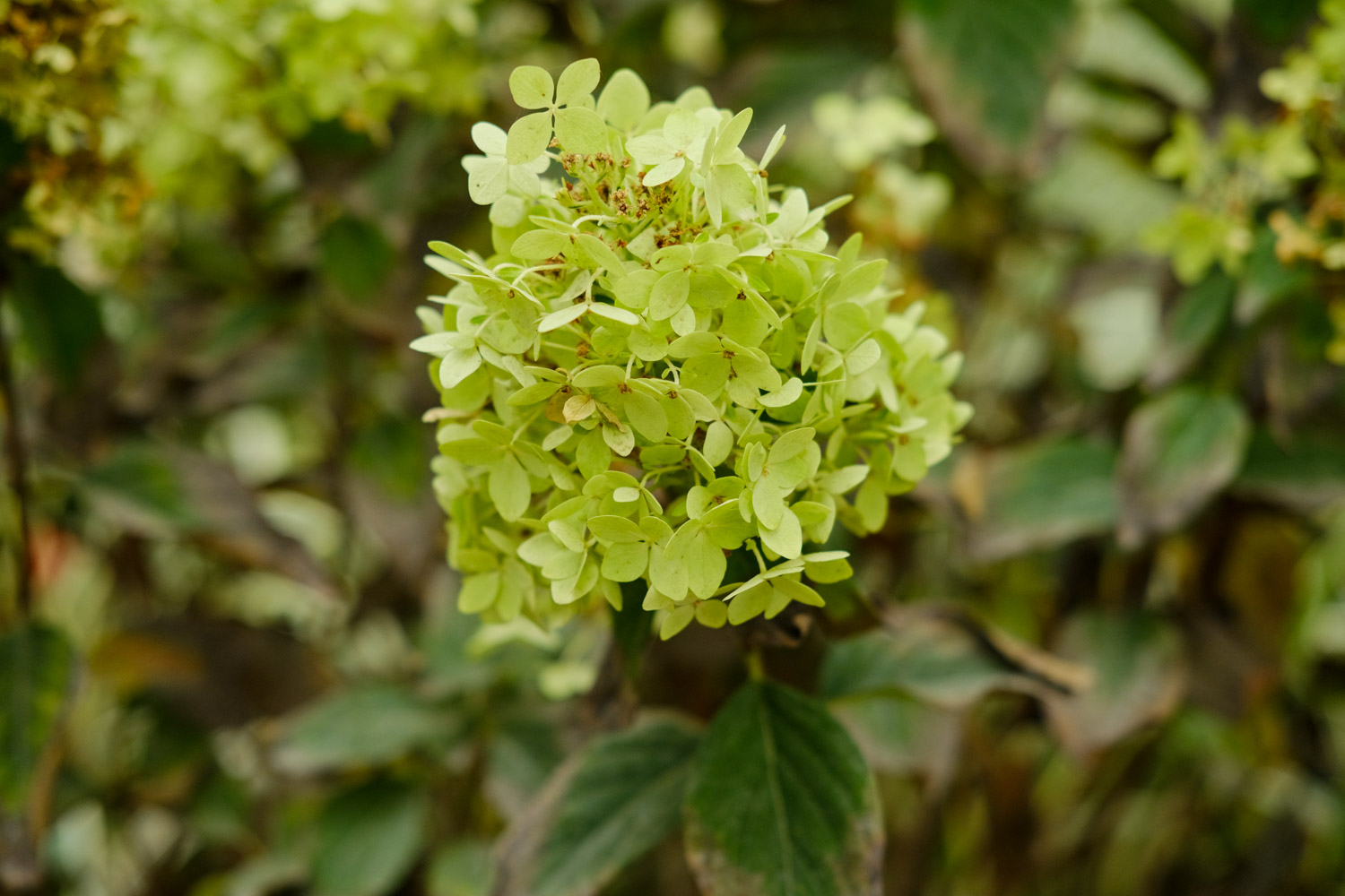 hydrangea