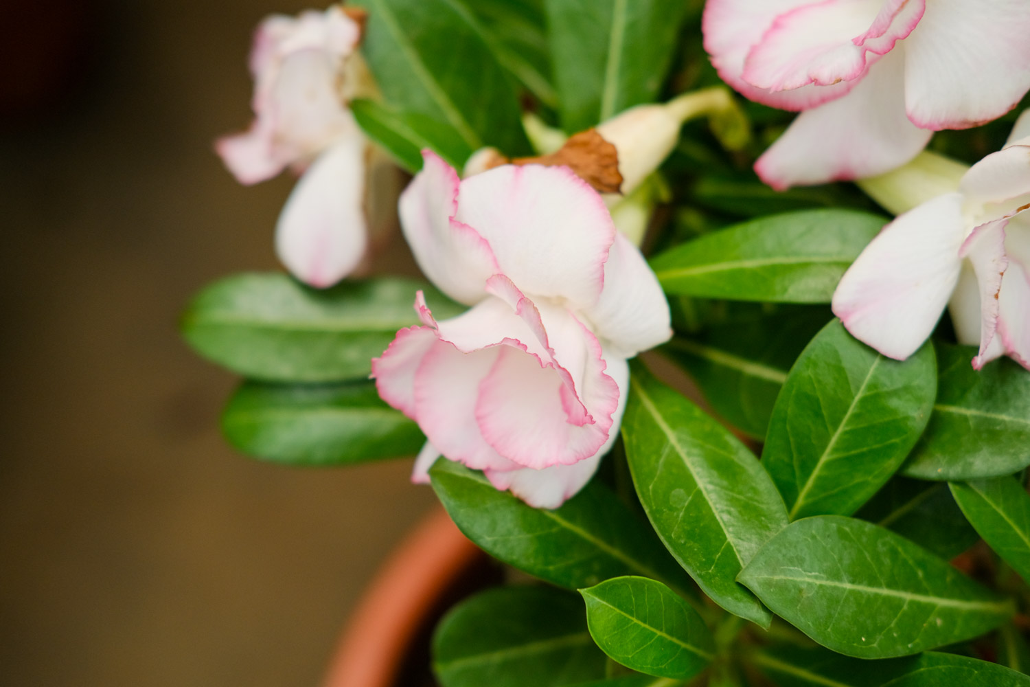 Adenium obesum