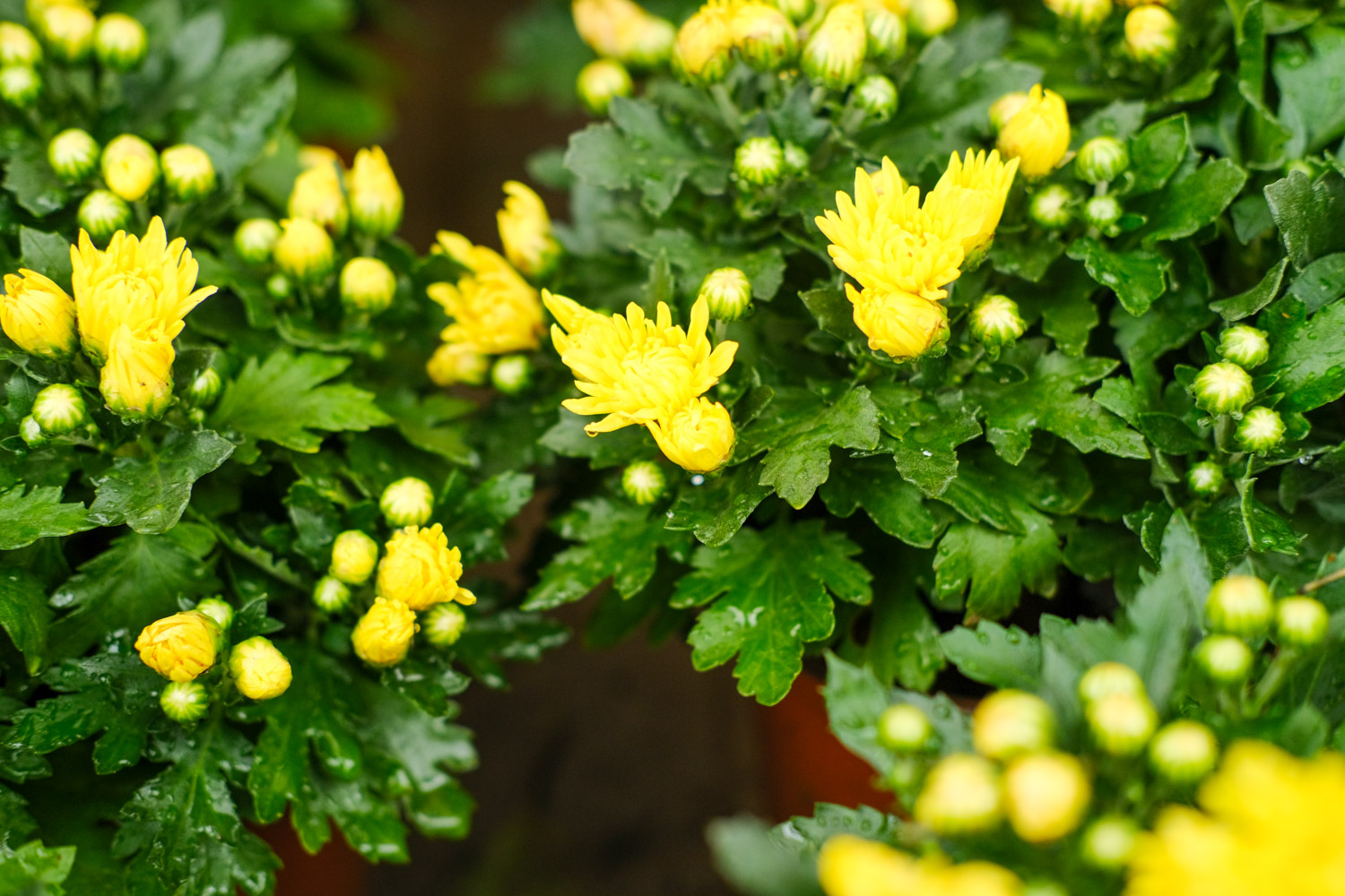 Chrysanthemum