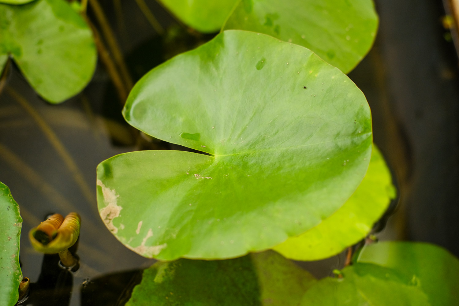 Water lilies