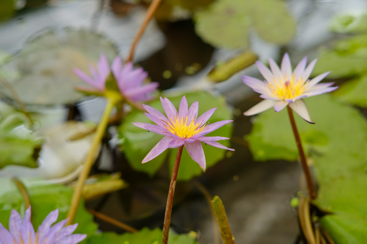 Water lilies