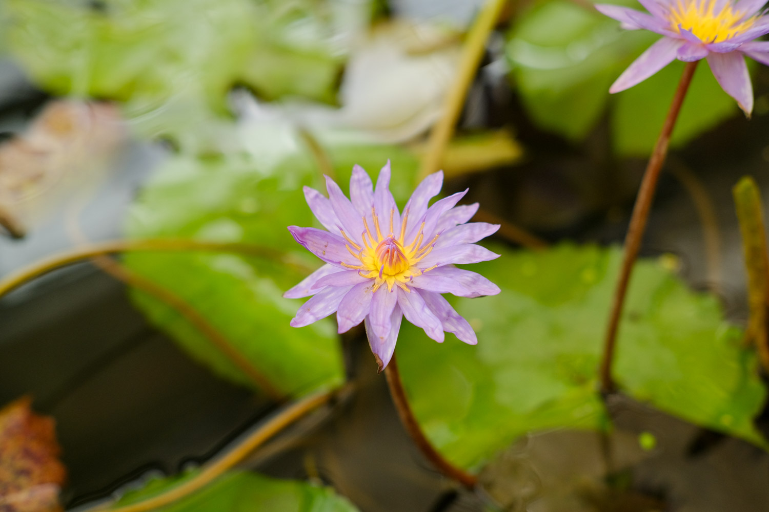 Water lilies