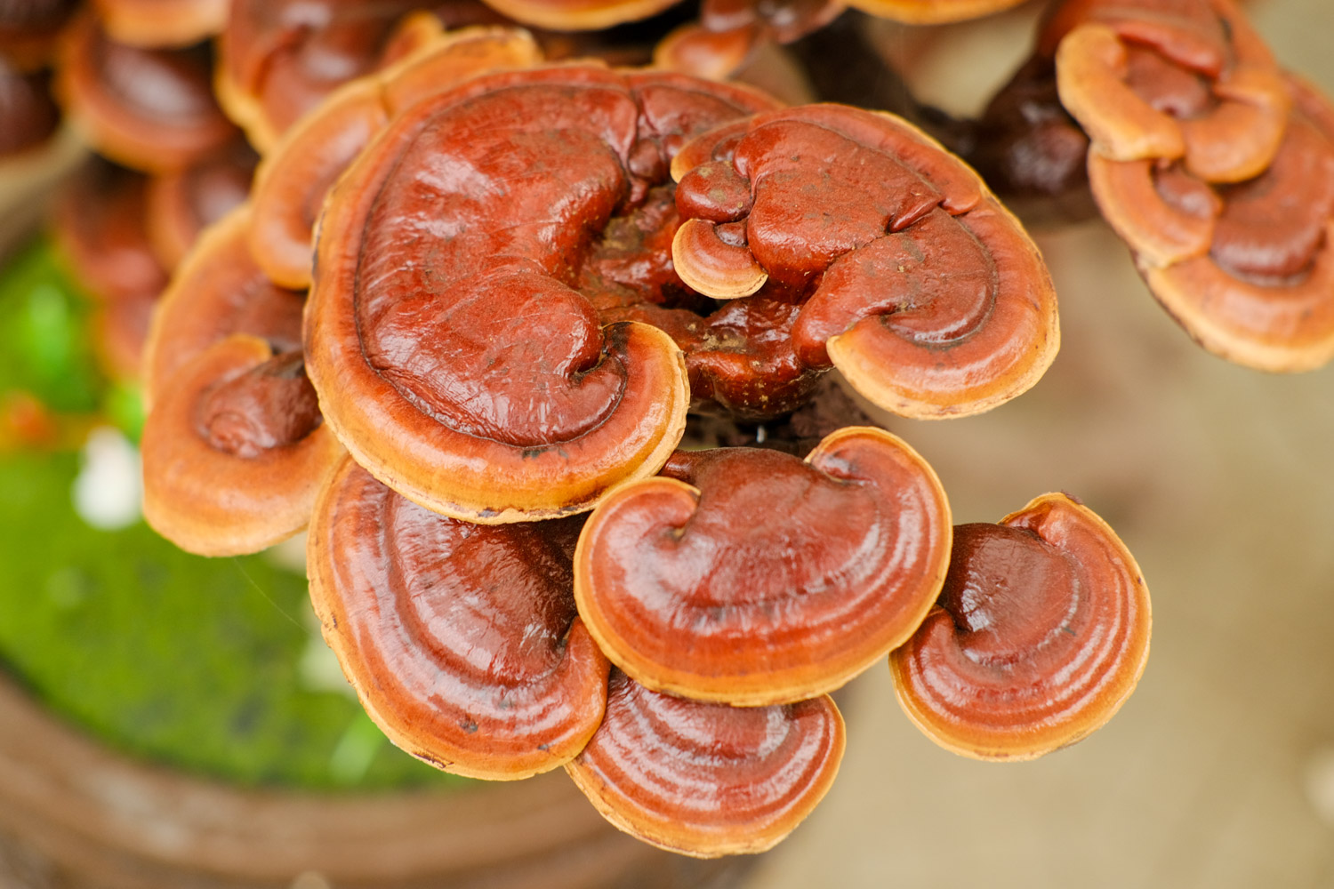 Ganoderma lucidum