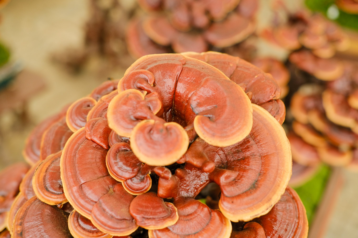 Ganoderma lucidum