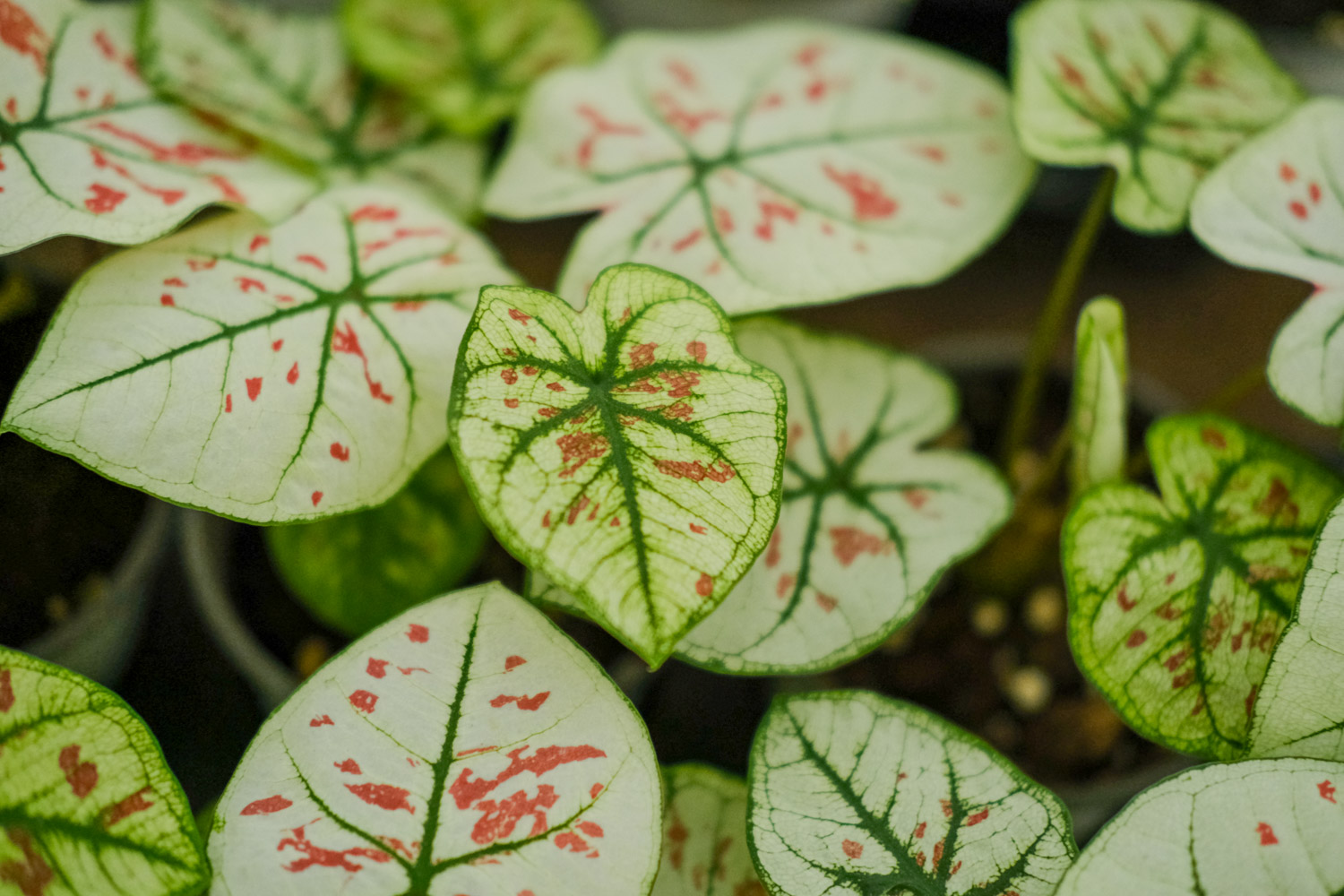 Caladium