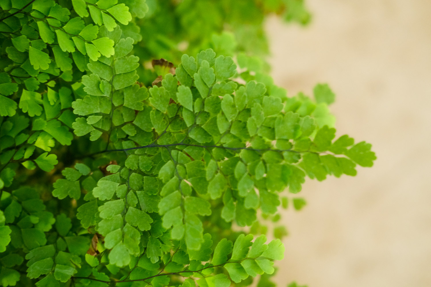 Adiantum